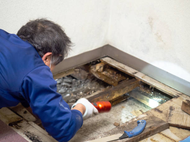 Livingston, MT Mold Removal Company
