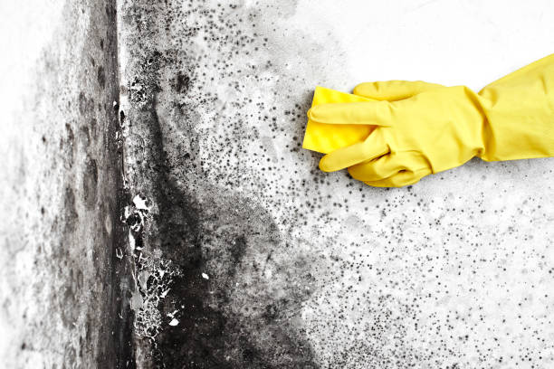 Best Mold Cleaning Services  in Livingston, MT
