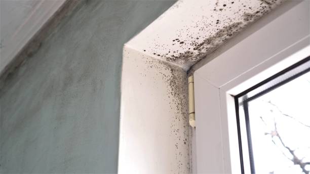 Best Certified Mold Removal  in Livingston, MT