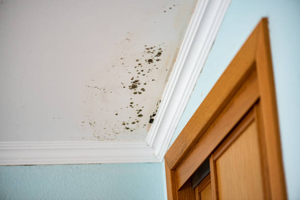 Best Same-Day Mold Removal  in Livingston, MT