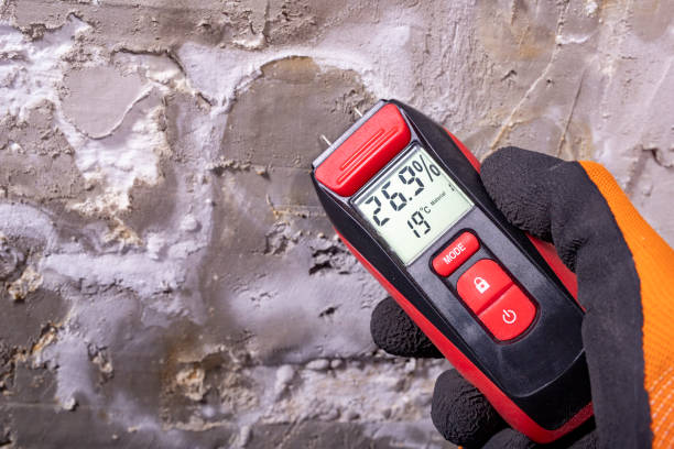 Best Mold Damage Repair  in Livingston, MT