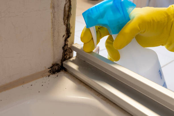 Best Mold Removal Specialists  in Livingston, MT