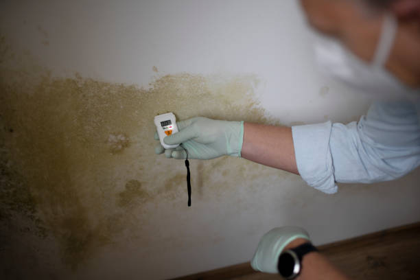 Best Local Mold Removal Service  in Livingston, MT