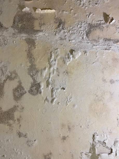 Best Affordable Mold Removal  in Livingston, MT