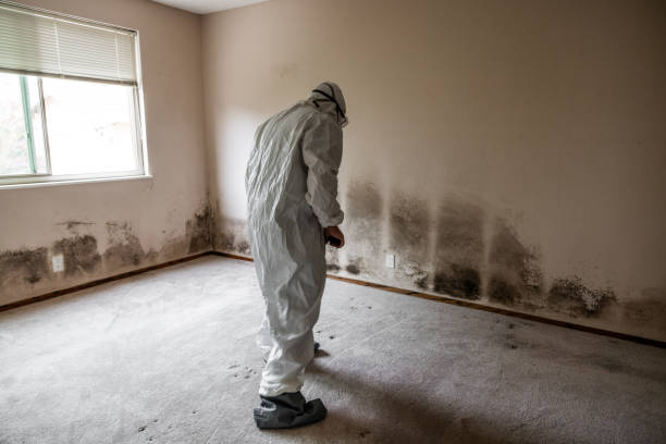 Best Attic Mold Removal  in Livingston, MT