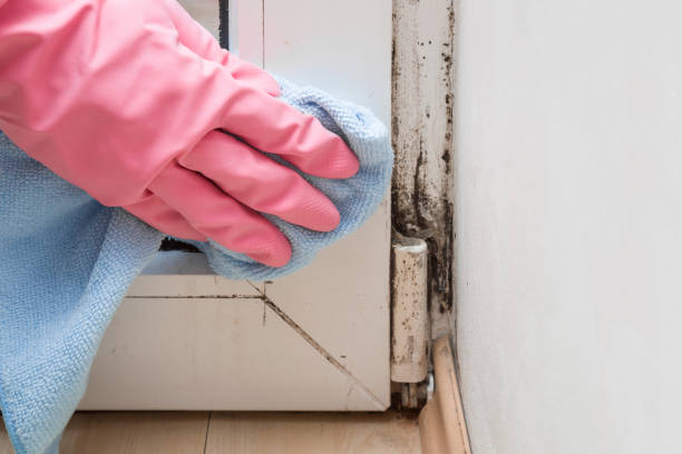 Best Home Mold Removal  in Livingston, MT
