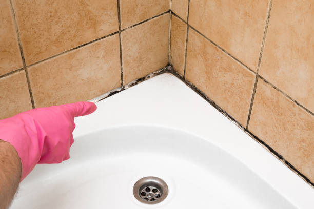 Office Mold Removal Services in Livingston, MT
